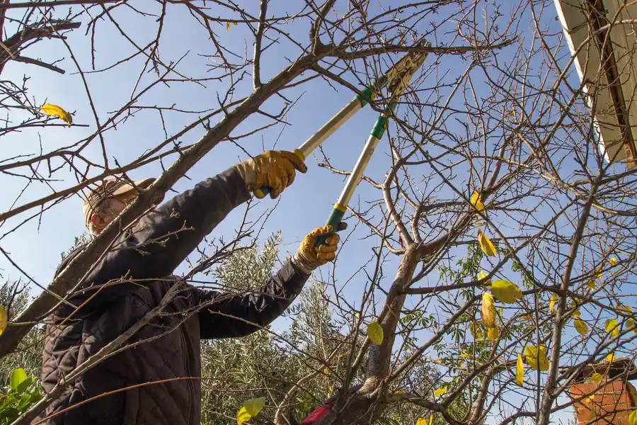 Common Mistakes To Avoid With Diy Tree Trimming Aurora, IL Common Mistakes To Avoid With Diy Tree Trimming Aurora, IL