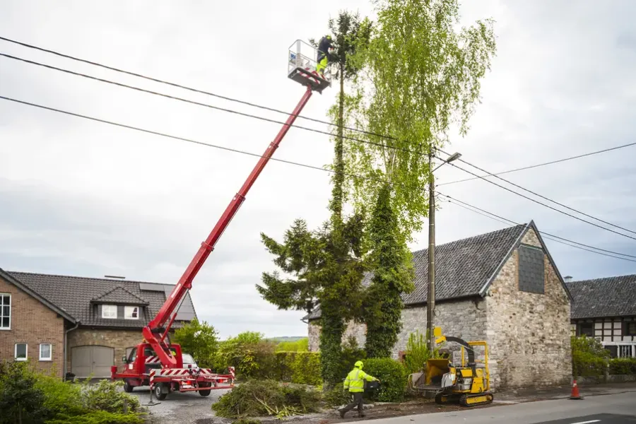 Common Mistakes To Avoid With Diy Tree Trimming in Aurora, IL Common Mistakes To Avoid With Diy Tree Trimming in Aurora, IL
