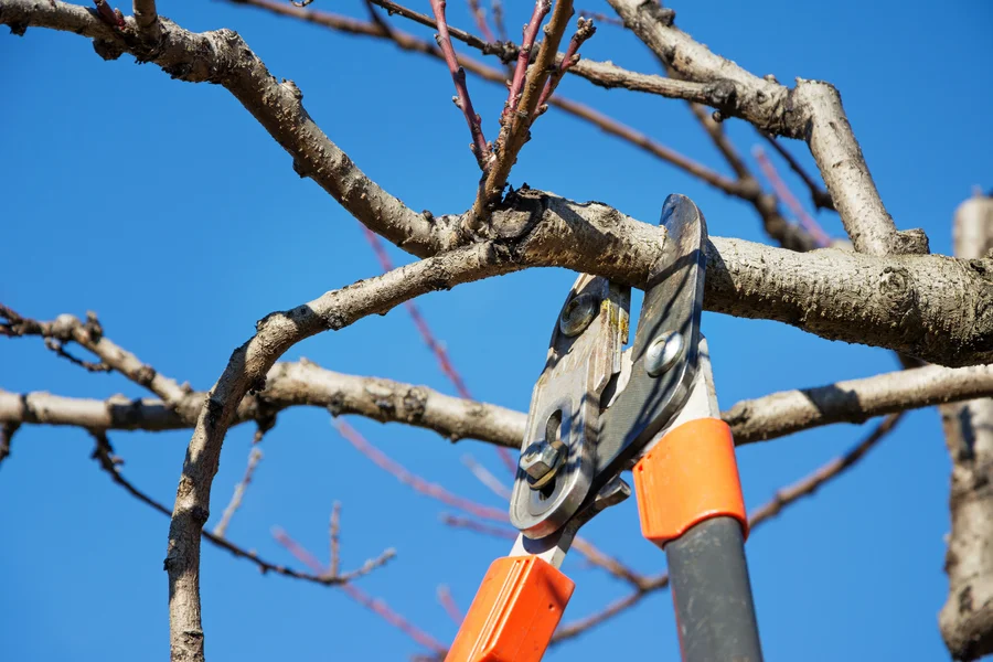How Proper Pruning Encourages Flowering And Fruit Production Aurora, IL How Proper Pruning Encourages Flowering And Fruit Production Aurora, IL