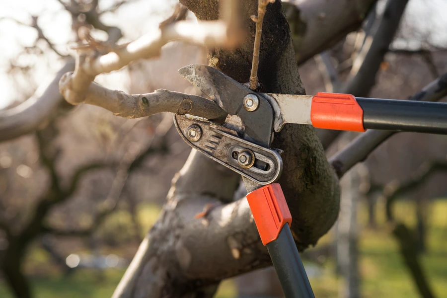 How Proper Pruning Encourages Flowering And Fruit Production in Aurora, IL How Proper Pruning Encourages Flowering And Fruit Production in Aurora, IL