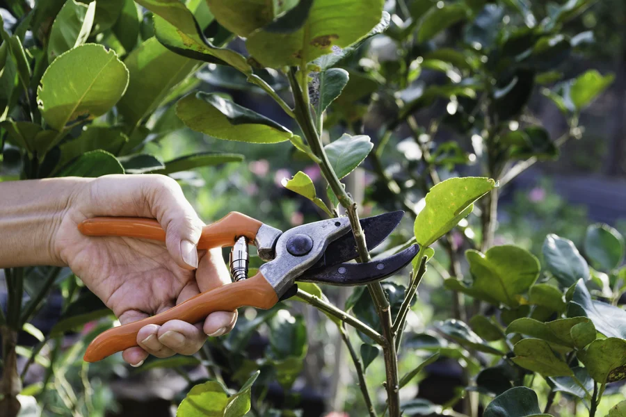 The Relationship Between Tree Pruning And Lawn Health Maintenance Aurora, IL The Relationship Between Tree Pruning And Lawn Health Maintenance Aurora, IL