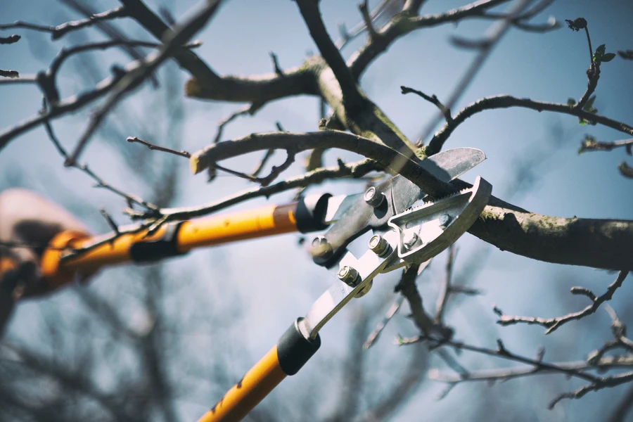 The Relationship Between Tree Pruning And Lawn Health Maintenance in Aurora, IL The Relationship Between Tree Pruning And Lawn Health Maintenance in Aurora, IL