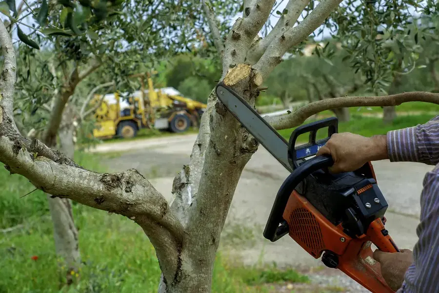 Why Seasonal Tree Trimming Benefits Your Landscape Aurora, IL Why Seasonal Tree Trimming Benefits Your Landscape Aurora, IL