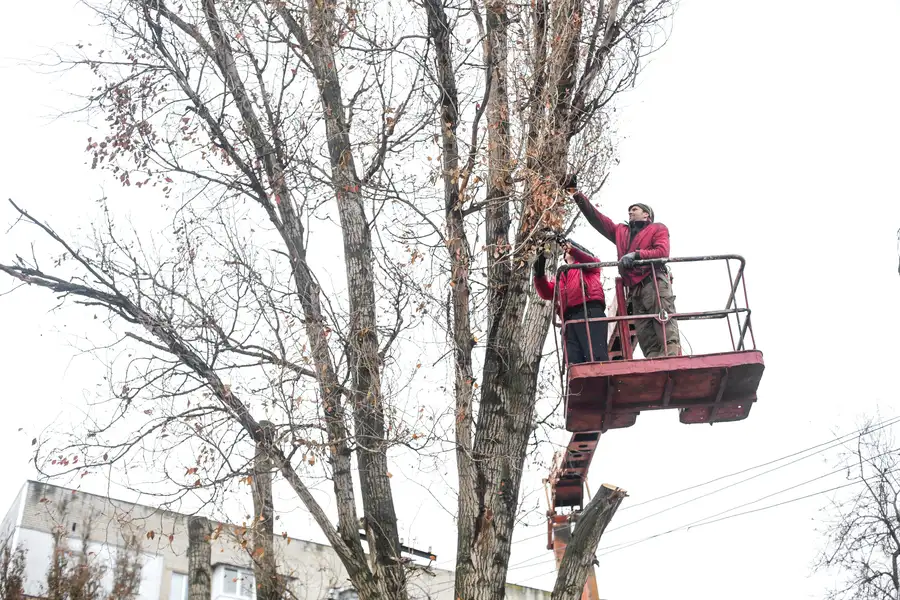 Why Seasonal Tree Trimming Benefits Your Landscape in Aurora, IL Why Seasonal Tree Trimming Benefits Your Landscape in Aurora, IL